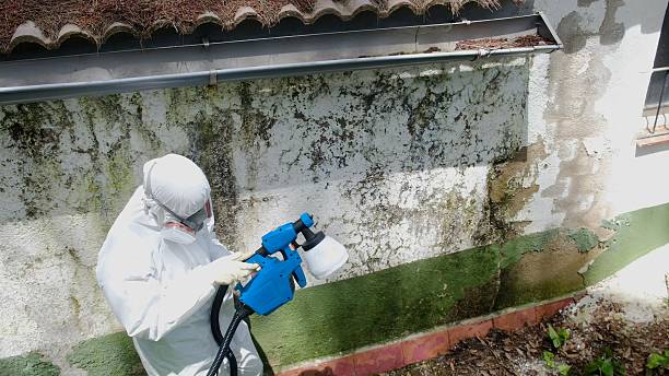 Top rated local Mold Remediation specialists in Sharon, TN